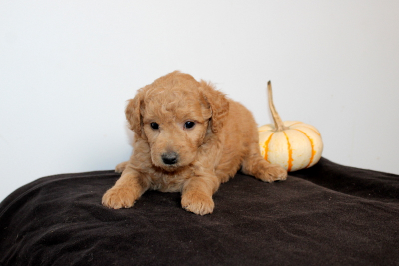 puppy, for, sale, Mini Golden Doodle F2, Matthew B. Stoltzfus, dog, breeder, Gap, PA, dog-breeder, puppy-for-sale, forsale, nearby, find, puppyfind, locator, puppylocator, aca